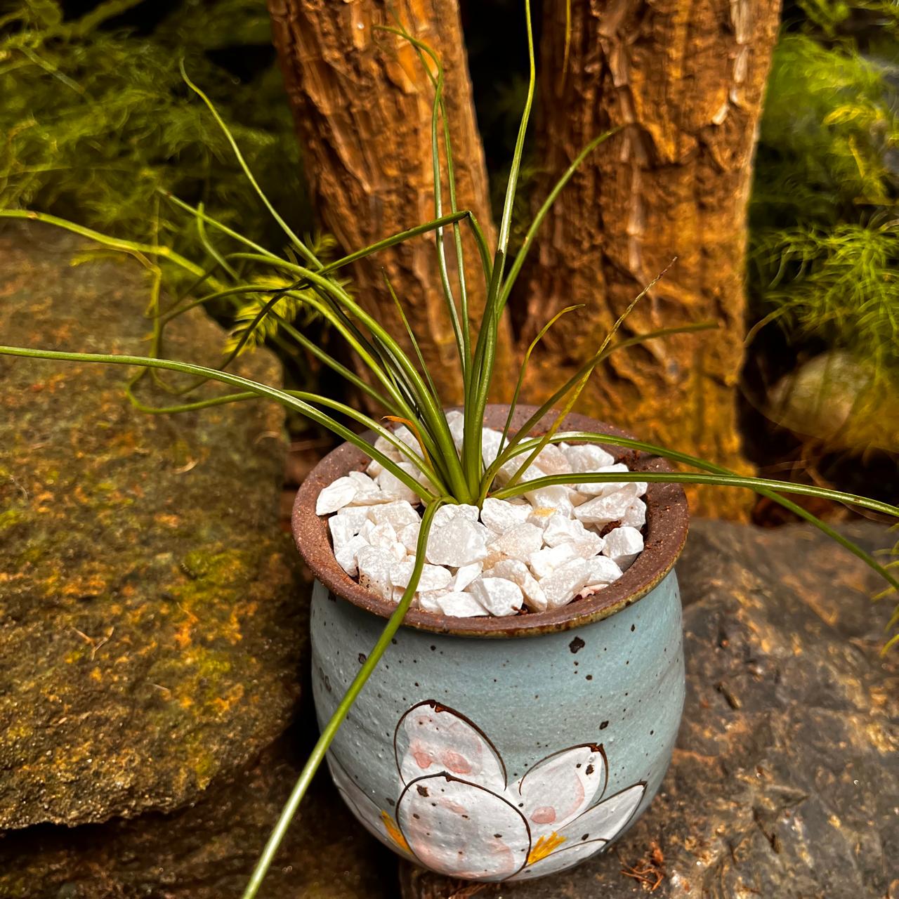 Albuca Humilis plant