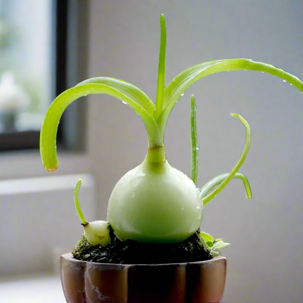 Albuca bracteata (Pregnant Onion)-myBageecha