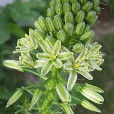 Albuca bracteata (pregnant onion)