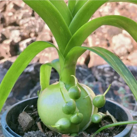 Albuca bracteata (pregnant onion)-myBageecha