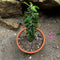 Alluaudia Procera Madagascar Ocotillo Cactus Plant