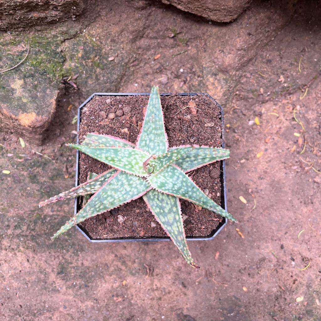 Aloe Bright Star