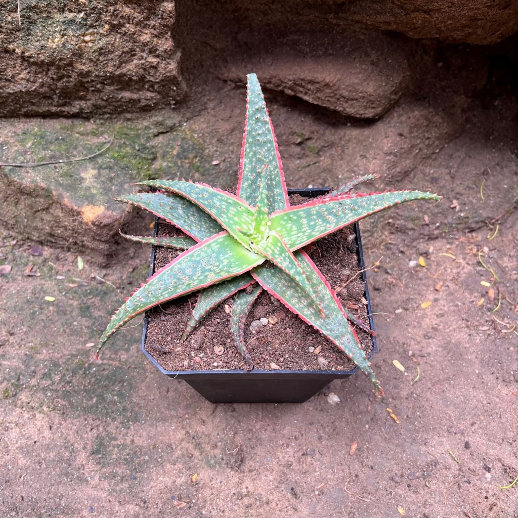 Aloe Christmas Carol Succulent Plant - myBageecha