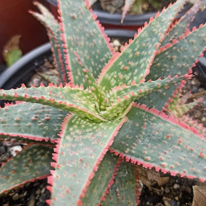 christmas carol succulent Aloe Christmas Carol – Ornamental Succulent Plant