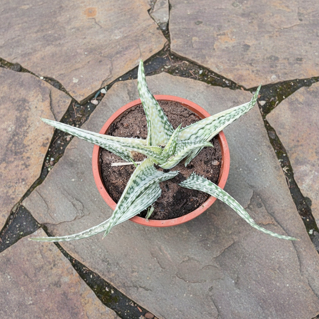 Aloe Saponaria variegated Succulent Plant-mybageecha