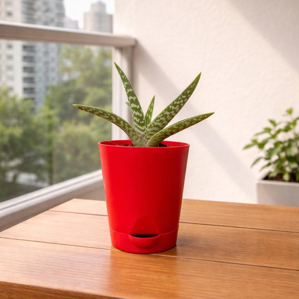 red aloe vera plant price in kerala Aloe Variegata – Decorative Succulent Plant