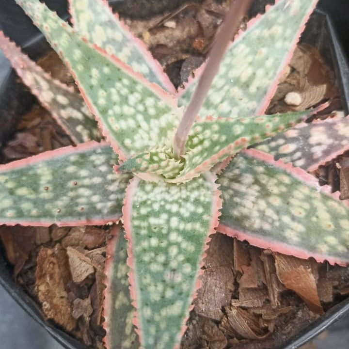 Aloe Bright Star Succulent Plant - myBageecha