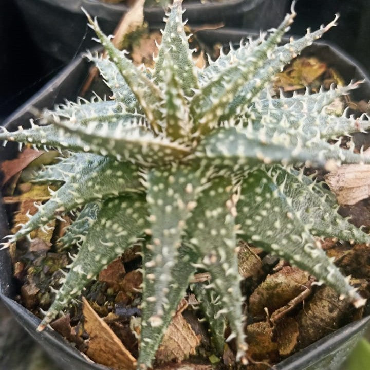 Aloe Pepe Succulent Plant - myBageecha