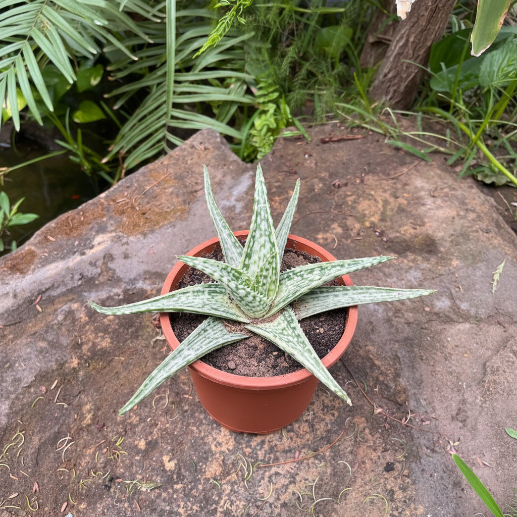 Aloe Saponaria variegated Succulent Plant