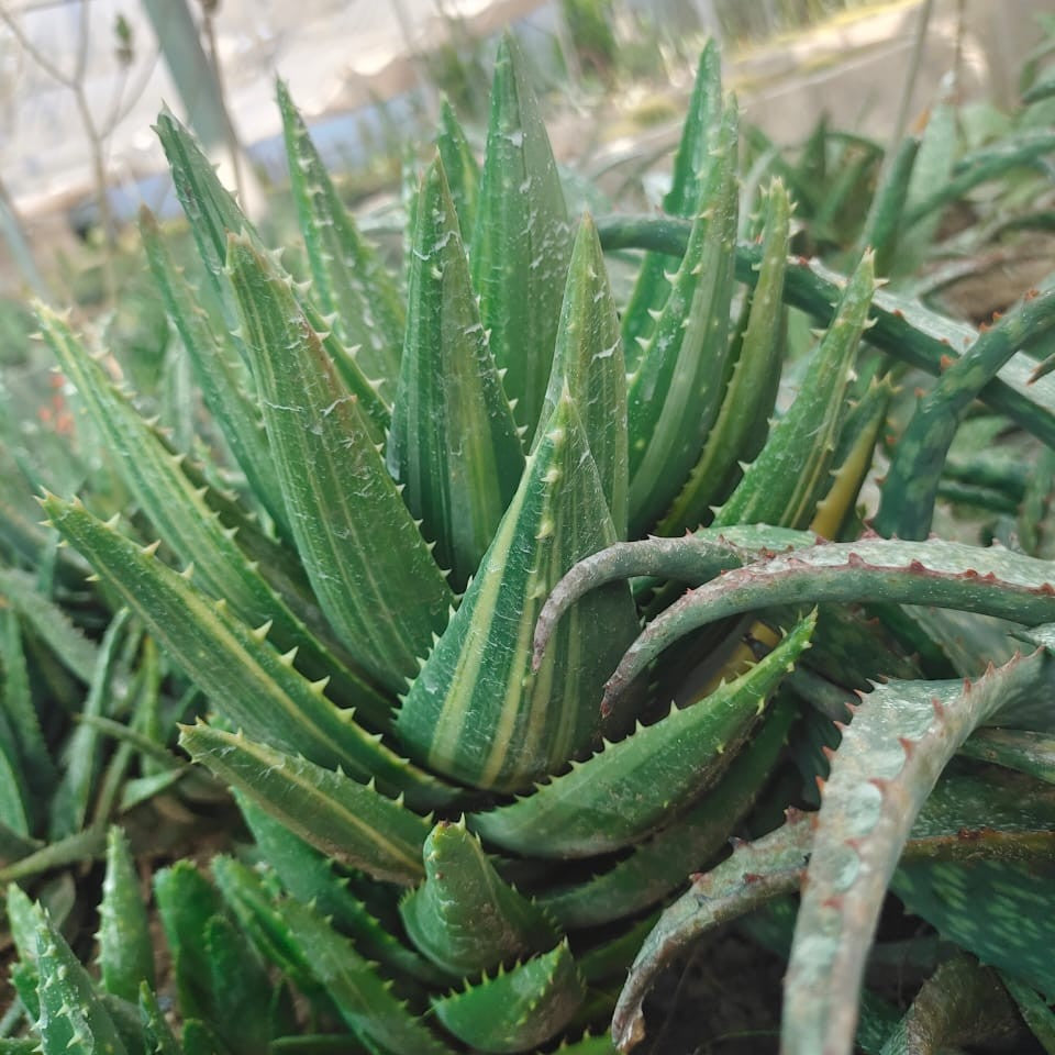 Aloe Nobilis Variegated Succulent Plant-myBageecha
