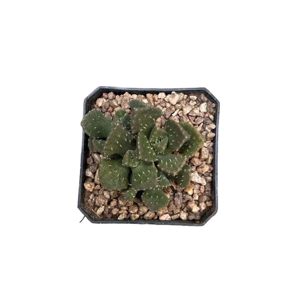 Aloinopsis Luckhoffii Living Stone - top View