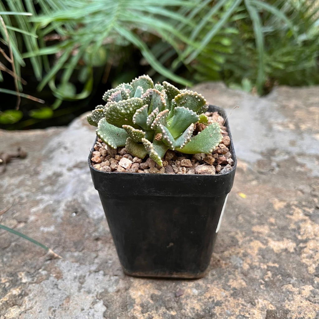 Aloinopsis malherbeii living stone - Front view