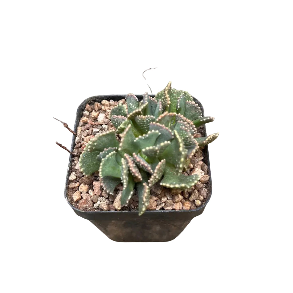 Aloinopsis malherbeii living stone- Side View