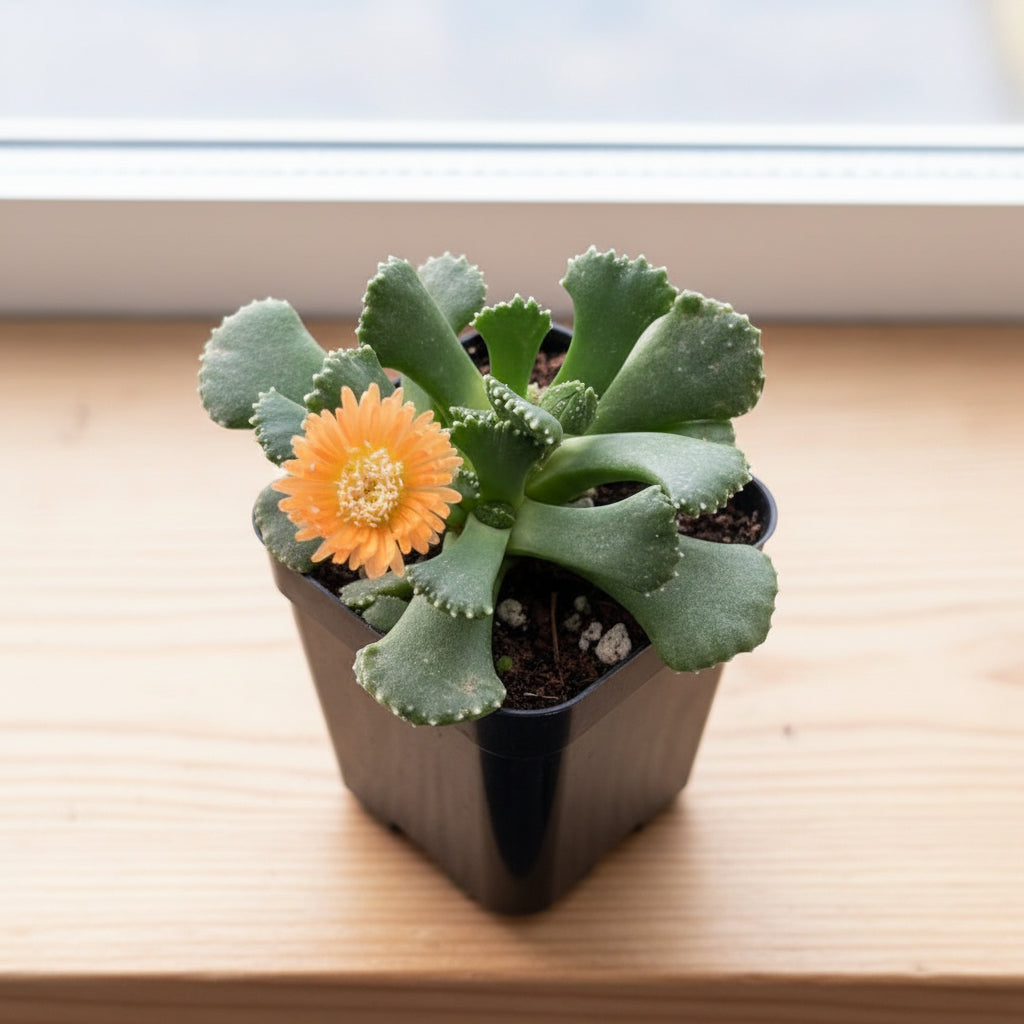 Aloinopsis malherbeii (Living Stone) Plant bloom -myBageecha
