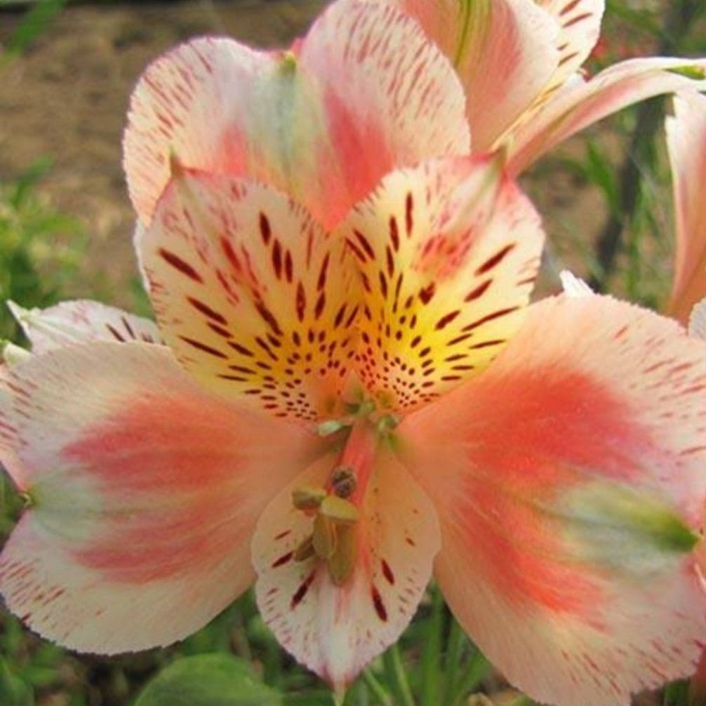 Alstroemeria Coral Chaos-myBageecha