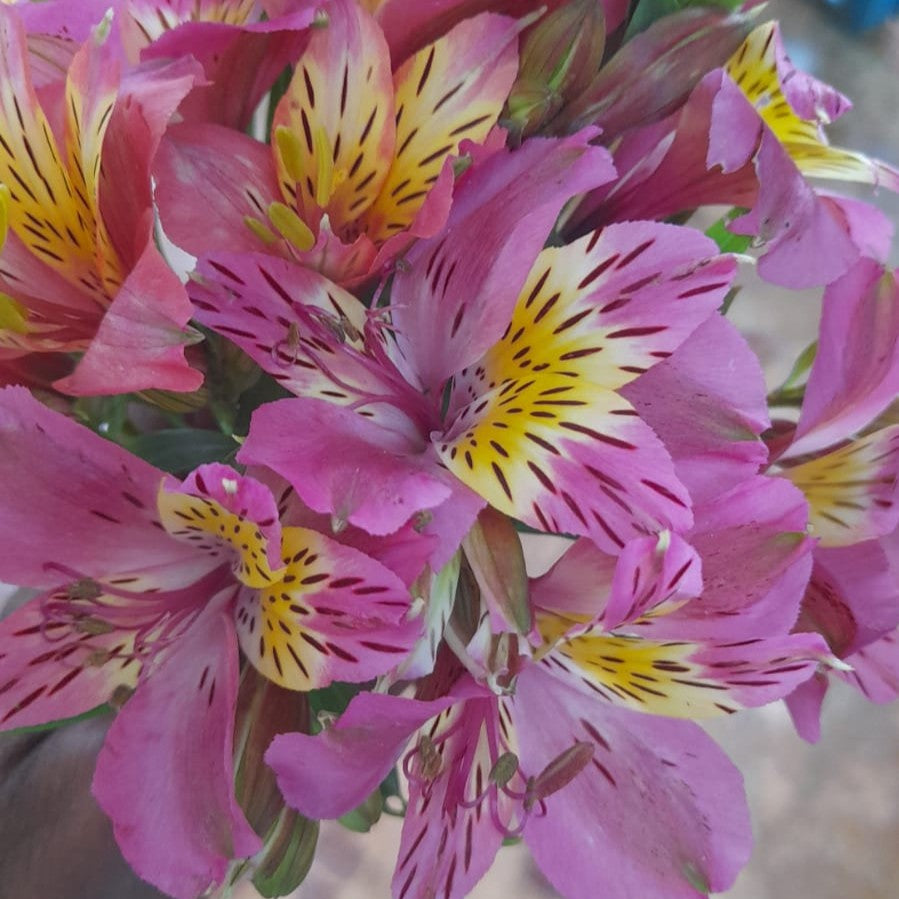 Close-up of Alstroemeria Pink Star blossoms featuring pink petals with bold yellow and maroon streaks — myBageecha.