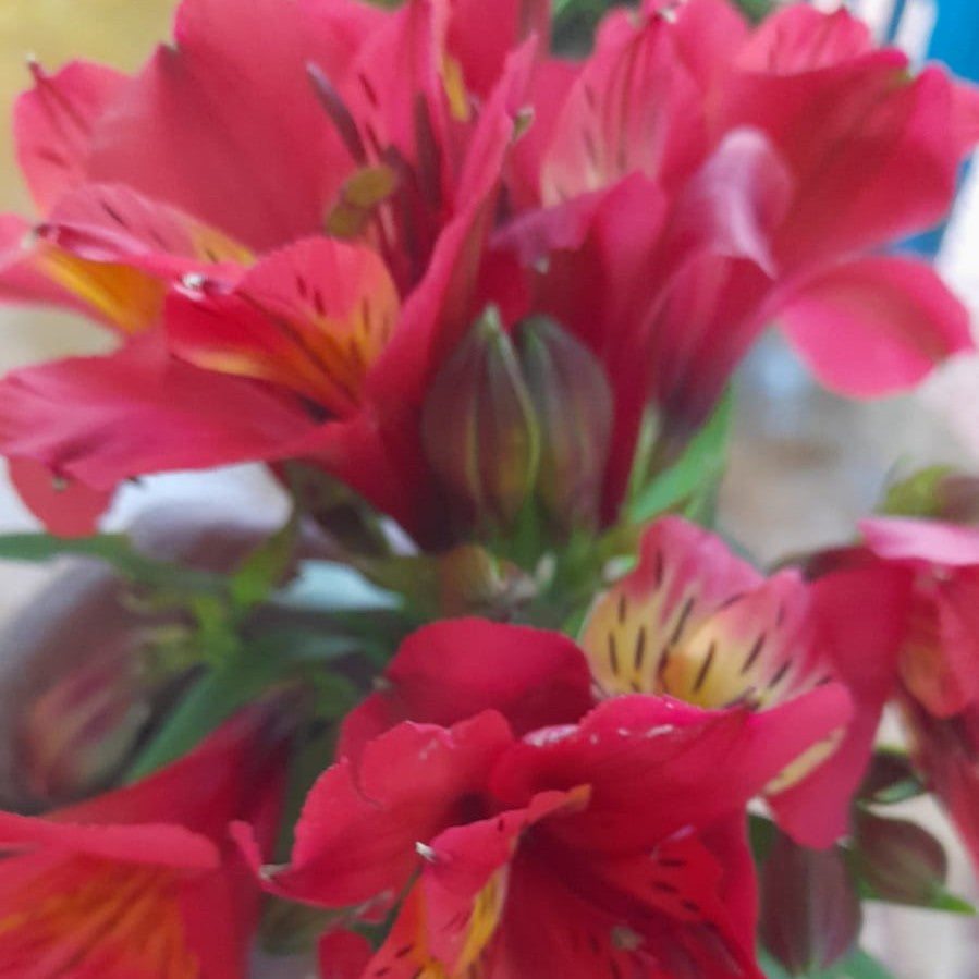 Close-up of Alstroemeria Red Baron showing vivid red petals and golden streaked centers featured by myBageecha