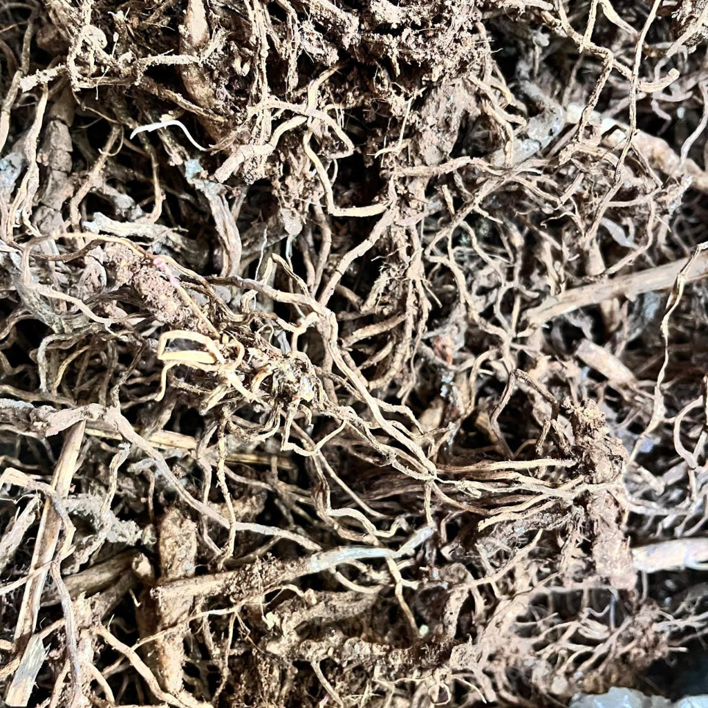 Fresh Alstroemeria rhizomes ready for planting – healthy fleshy root clusters used for propagation