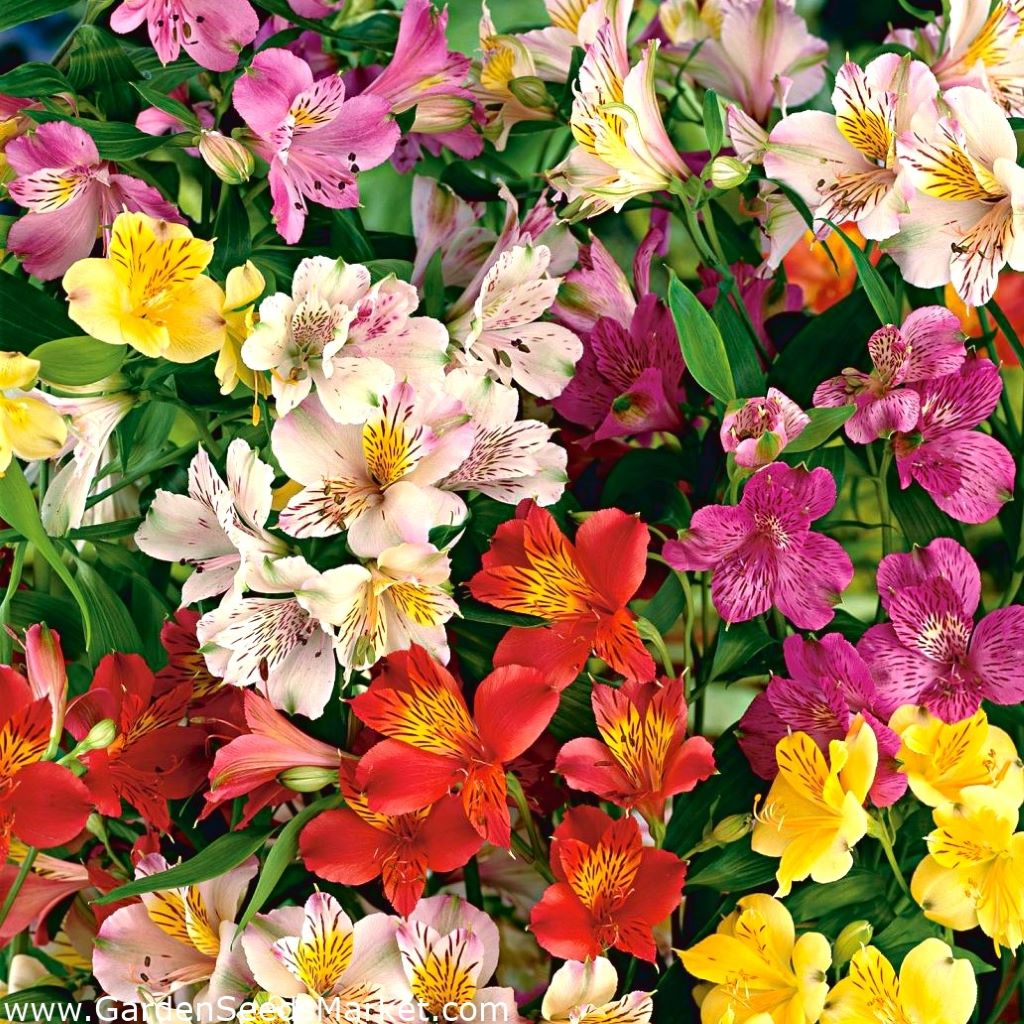 Alastroemeria (Mixed bulbs)