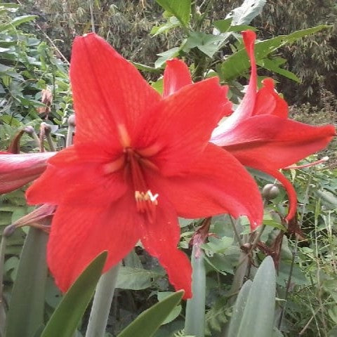 Amarlyllis Australian Mixed Lily Bulbs - myBageecha