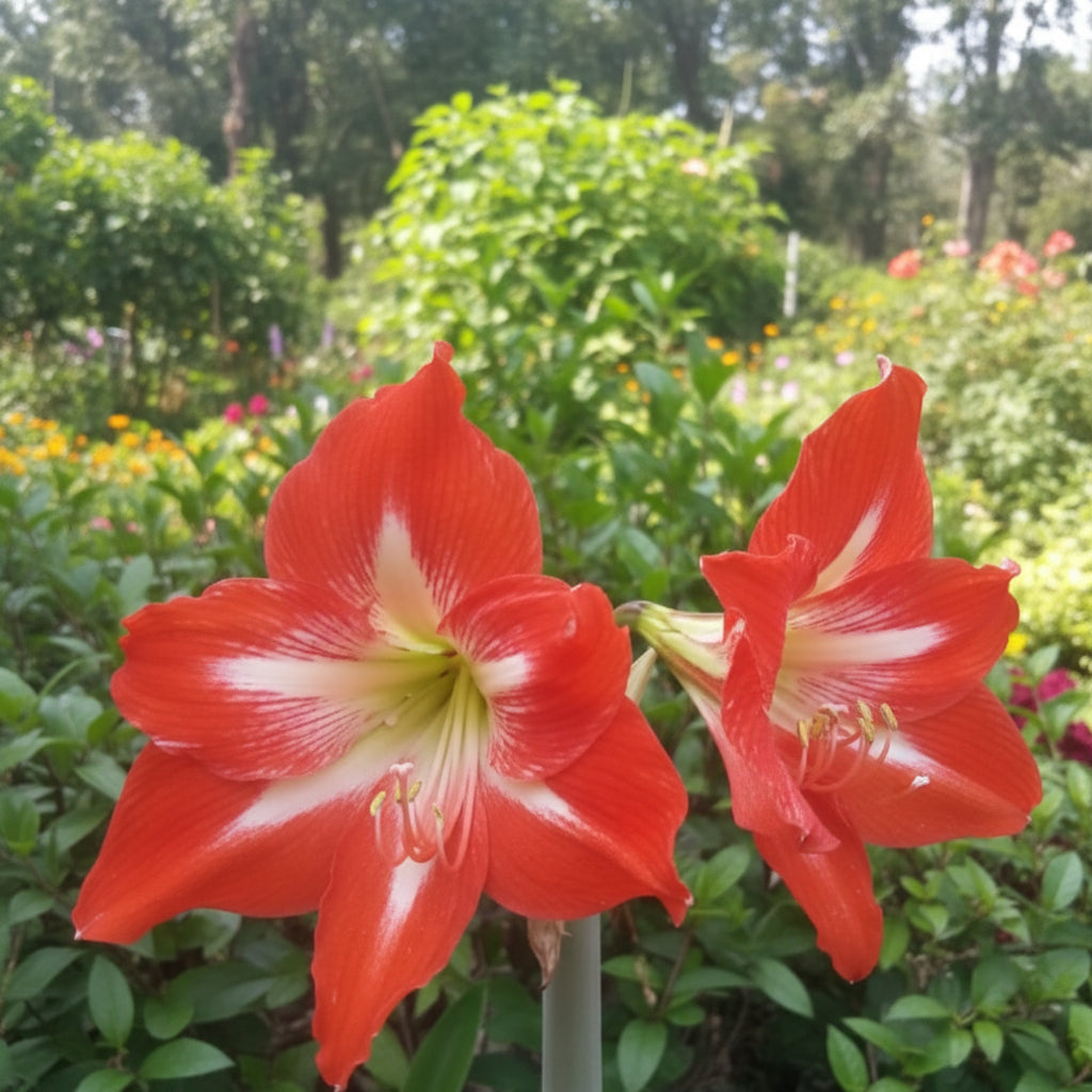 Amarlyllis Australian Mixed Lily Bulbs - myBageecha
