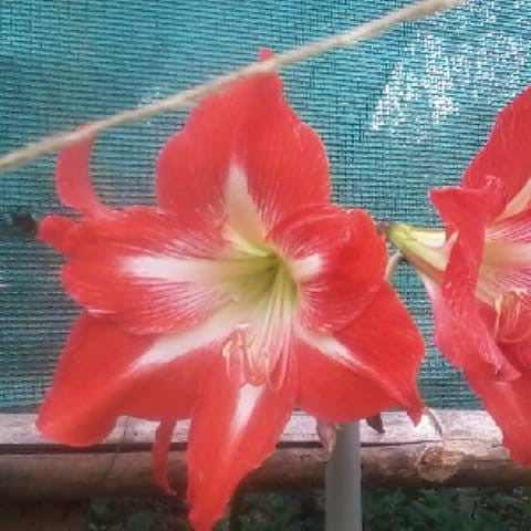 Amarlyllis Australian Mixed Lily Bulbs - myBageecha