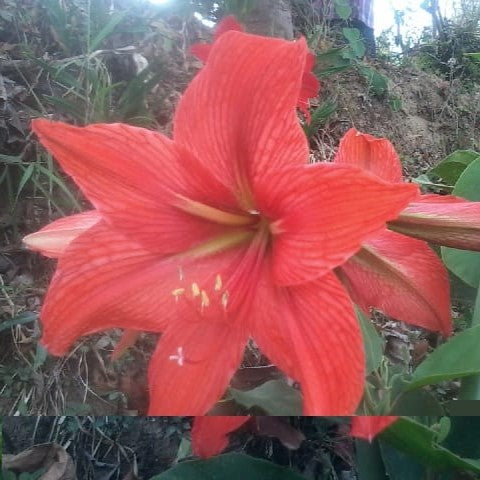 Amarlyllis Australian Mixed Lily Bulbs - myBageecha