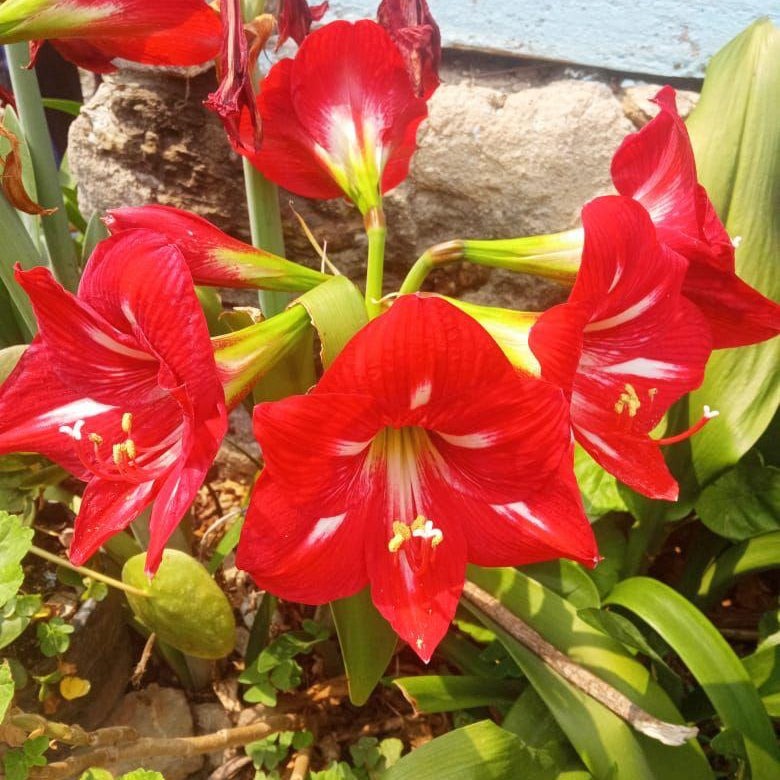 Amaryllis