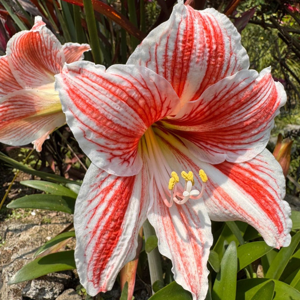 white lily with pink stripes Amaryllis Fairytale Pink Lily Bulbs – Soft Pink Trumpet Blooms