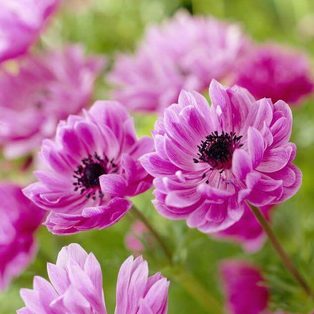 Anemone Admiral (bulbs)-myBageecha