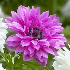 Anemone Admiral (bulbs)-myBageecha