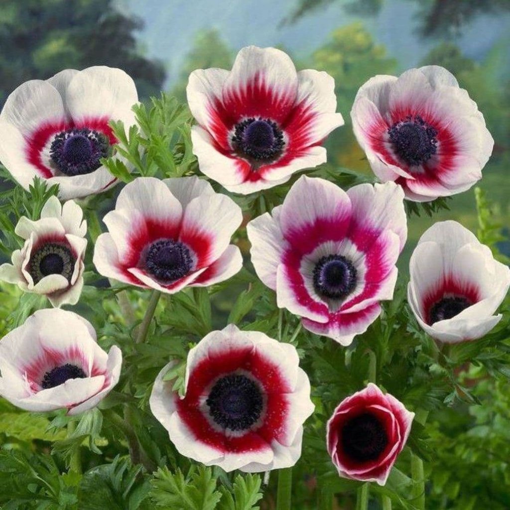 Anemone Coronaria Bicolor (bulbs)-myBageecha