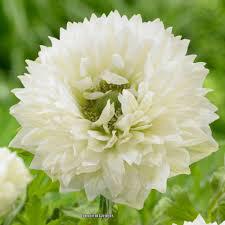 Anemone Mount Everest (bulbs)-myBageecha