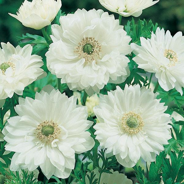 Anemone Mount Everest (bulbs)-myBageecha