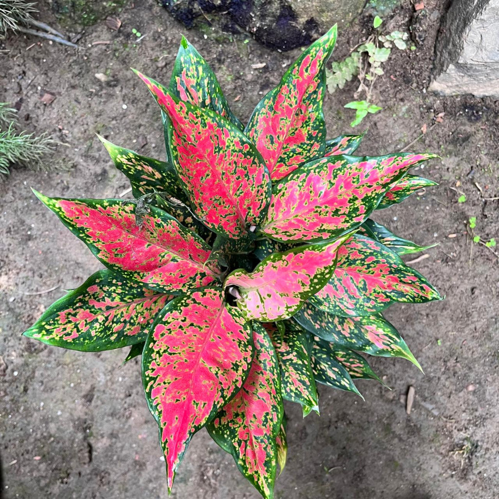 Aglaonema Rotundum 'Anjamanee Tropica' Plant – Striking Leaf Markings Close-Up
