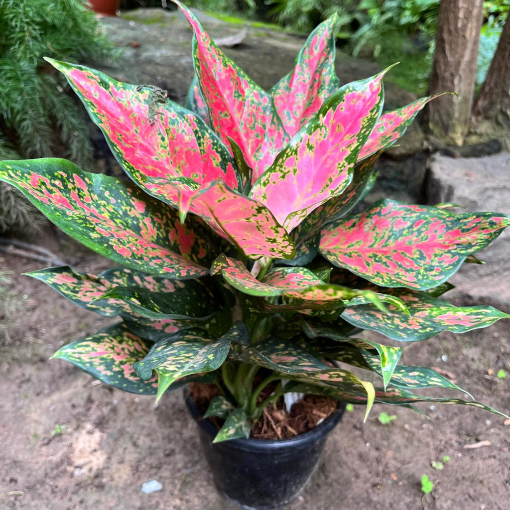 aglaonema rotundum pink care Aglaonema 'Anjamanee Tropica' – Indoor Evergreen with Self-Watering Pot
