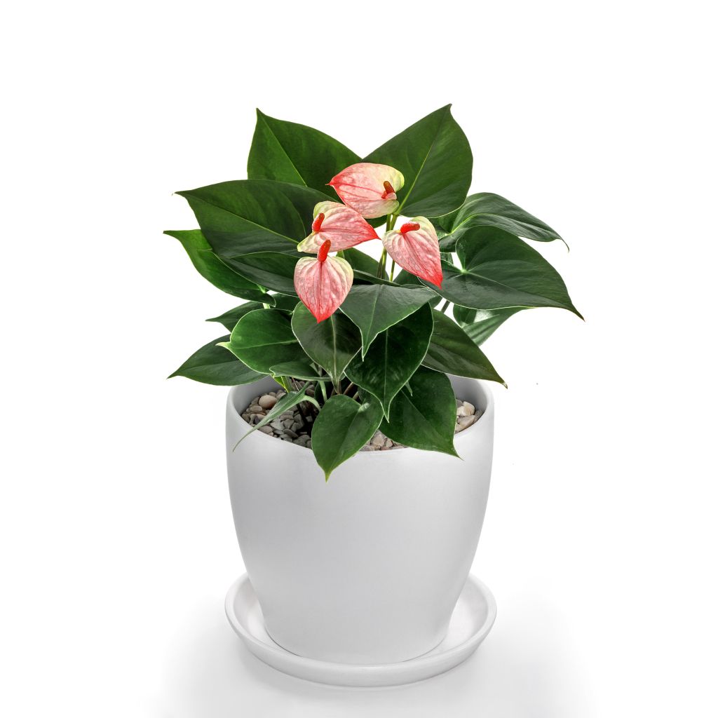 amalia elegance anthurium Anthurium 'Amalia Elegance' Indoor Plant – myBageecha
