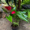 Anthurium Anouk Plant