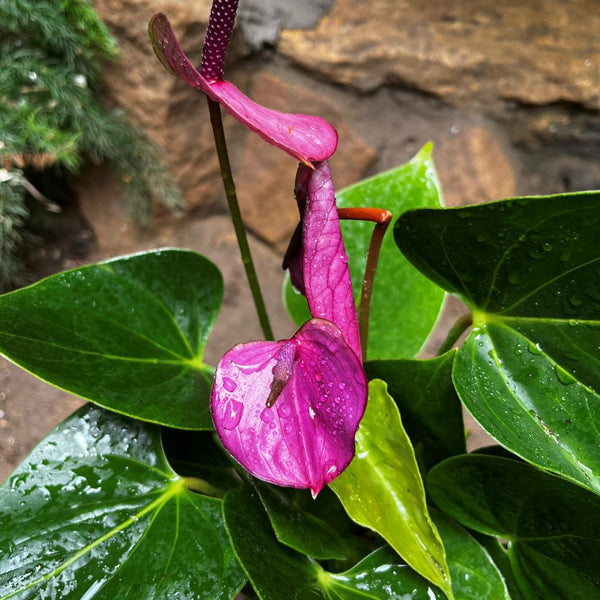 anthurium baby plant Anthurium Baby Purple – Purple Year-round Flowering Plant
