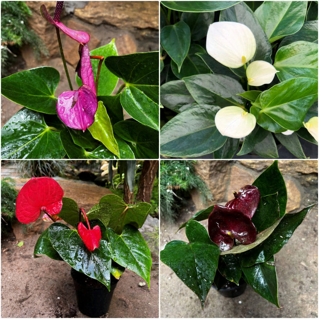 Anthurium 4-Color Combo -myBageecha