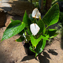 Anthurium Deco White Plant