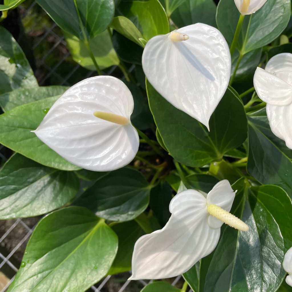 Anthurium Deco White Plant - myBageecha