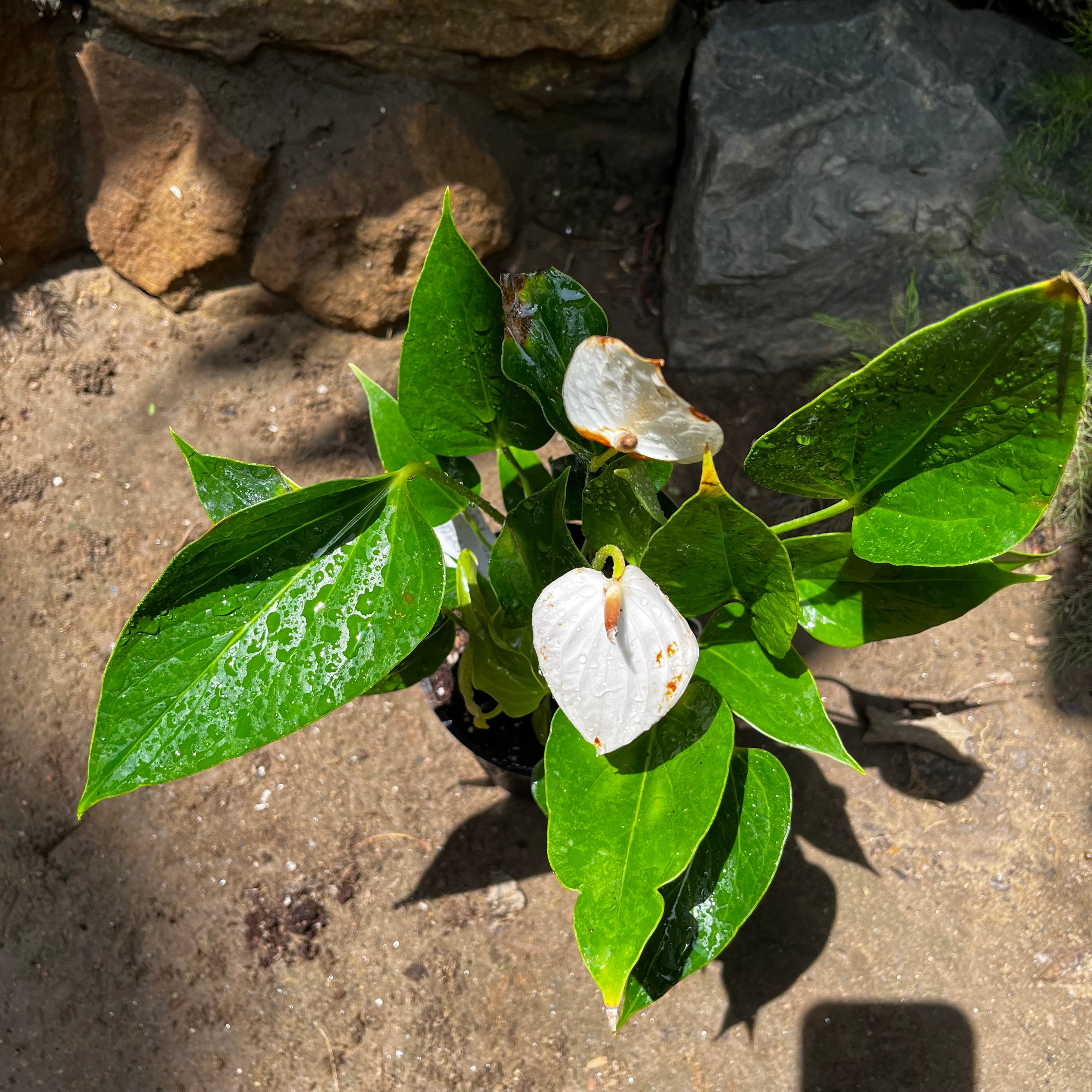 Anthurium Deco White Plant - myBageecha