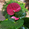 Anthurium Emma Pink Plant