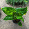 Anthurium Fancy Fever Plant