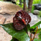 Anthurium Black Love Plant