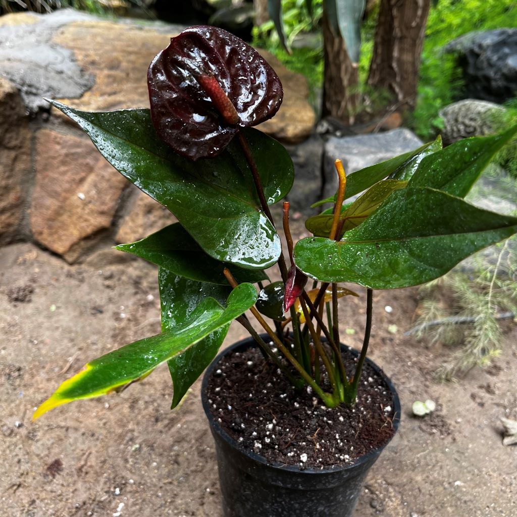 Anthurium Black Love Plant - myBageecha