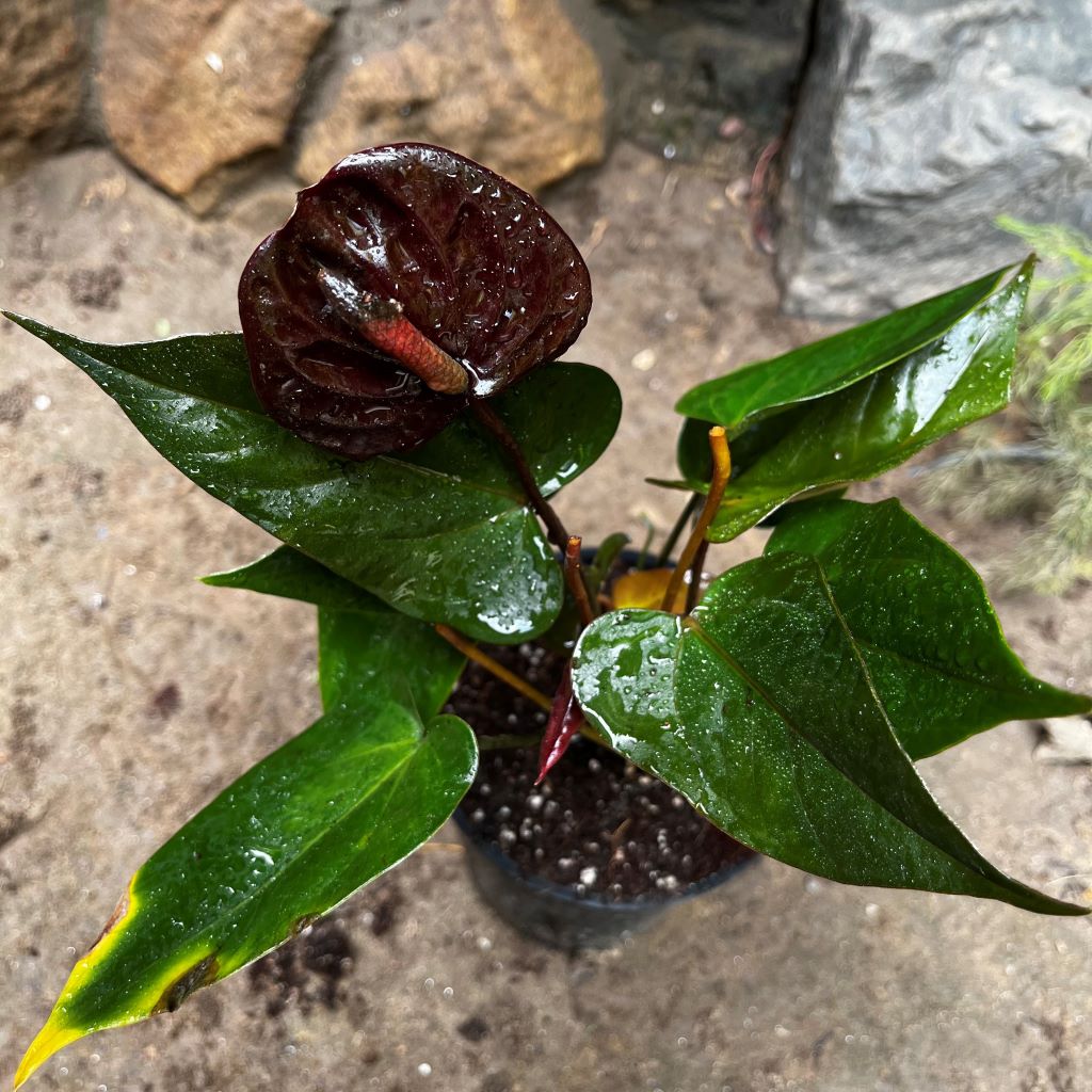 Anthurium Black Love Plant - myBageecha