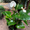 Anthurium Fantasy Love Plant