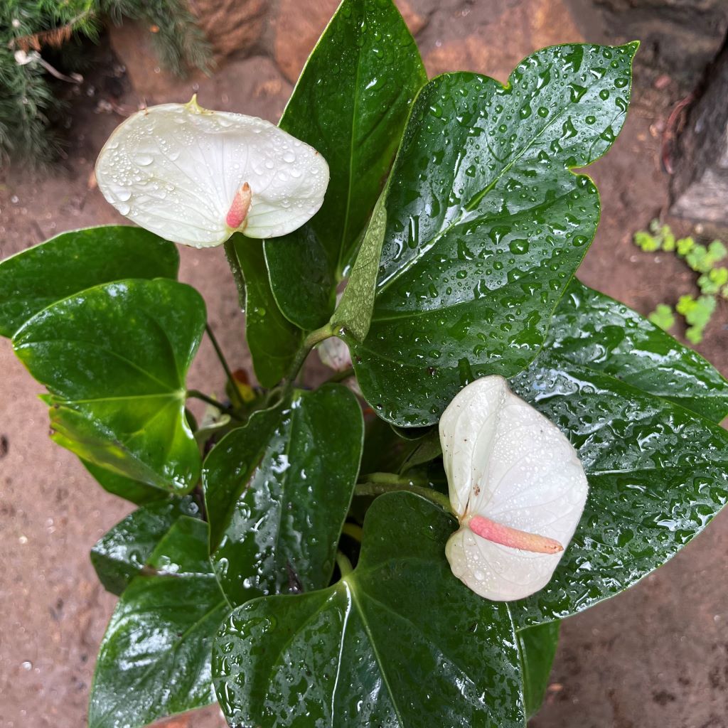 Anthurium Fantasy Love Plant - myBageecha